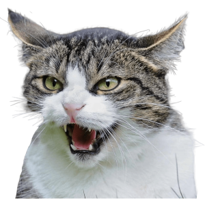 angry cat png- hd new transparent background images free download