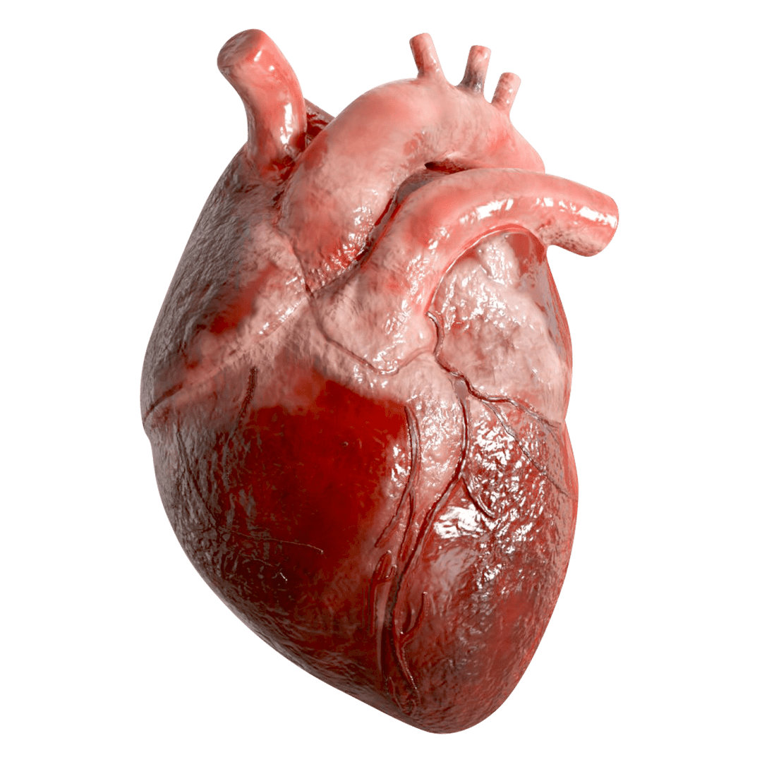 human heart png- Anatomical Heart muscular organ HD transparent background free download