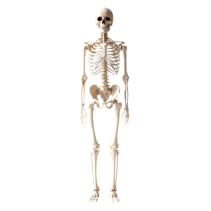 skeleton png- human skeleton bones HD transparent background png free download