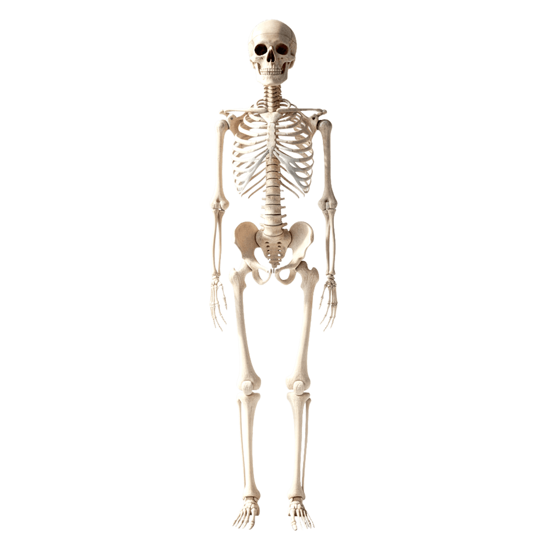 skeleton png- human skeleton bones HD transparent background png free download