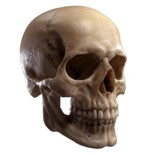 skull png- human skull bones HD transparent background png free download