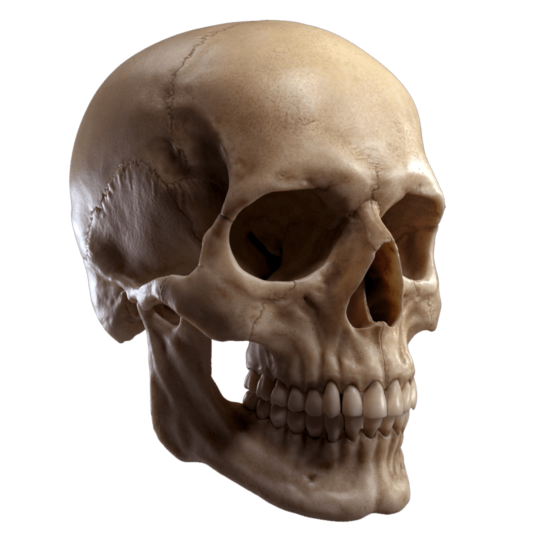 skull png- human skull bones HD transparent background png free download